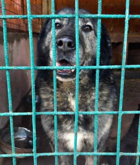 Adopter Oscar