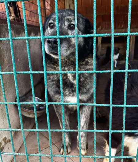Adopter Oscar