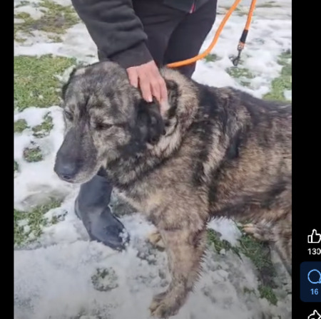 Adopter Oscar
