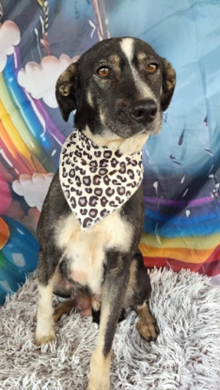 Adopter Osmose