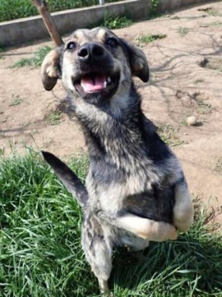 Adopter Othello