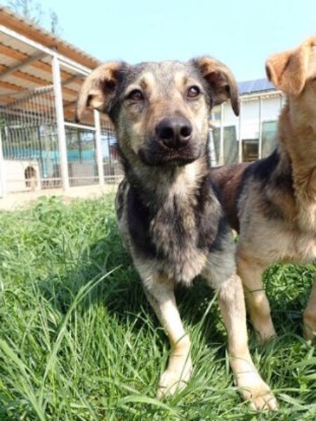 Adopter Othello