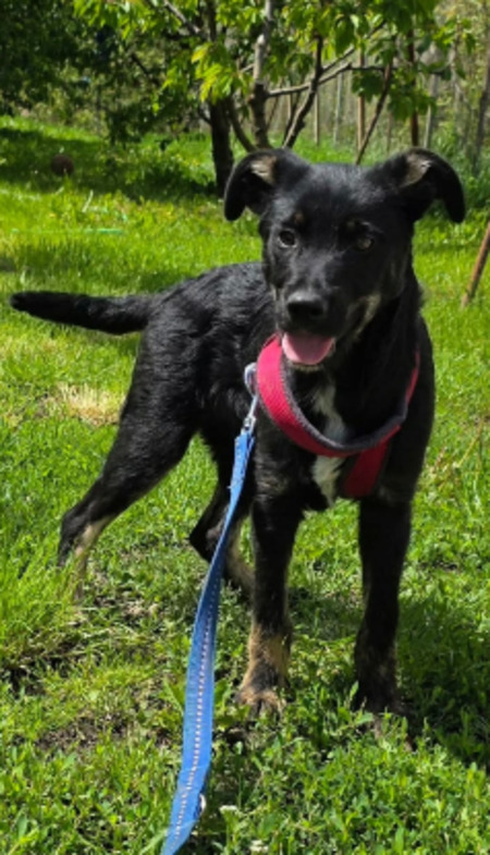 Adopter Othello