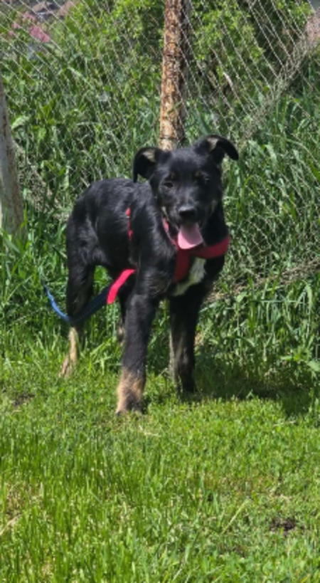 Adopter Othello
