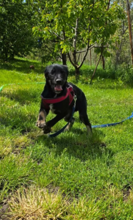 Adopter Othello