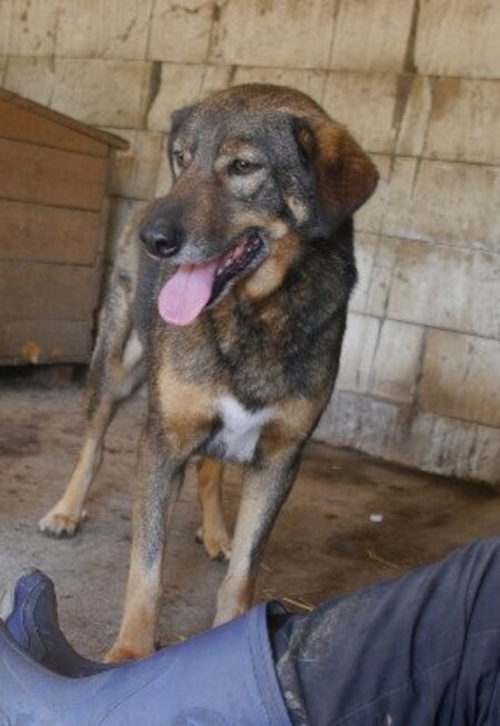 Adopter Ouzo