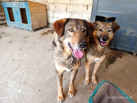 Adopter Ouzo