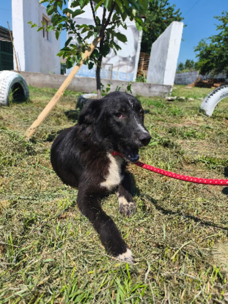Adopter Ozzy
