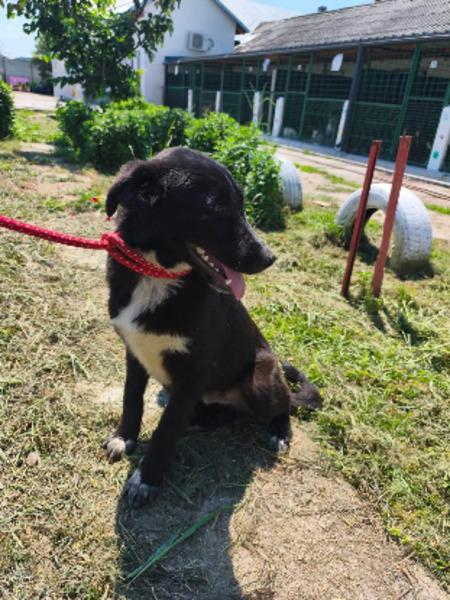 Adopter Ozzy