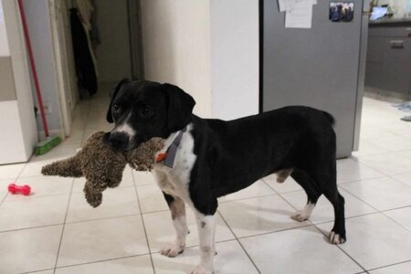 Adopter Pacha
