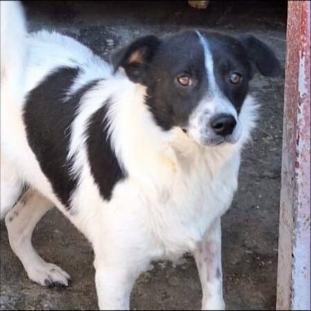 Adopter Paf