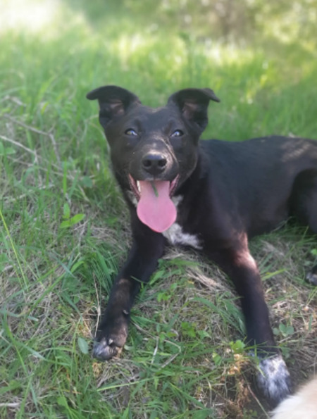 Adopter Pallina