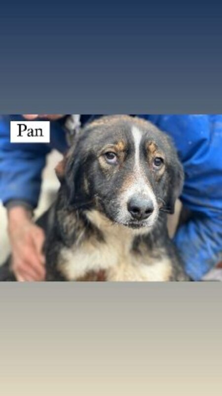 Adopter Pan