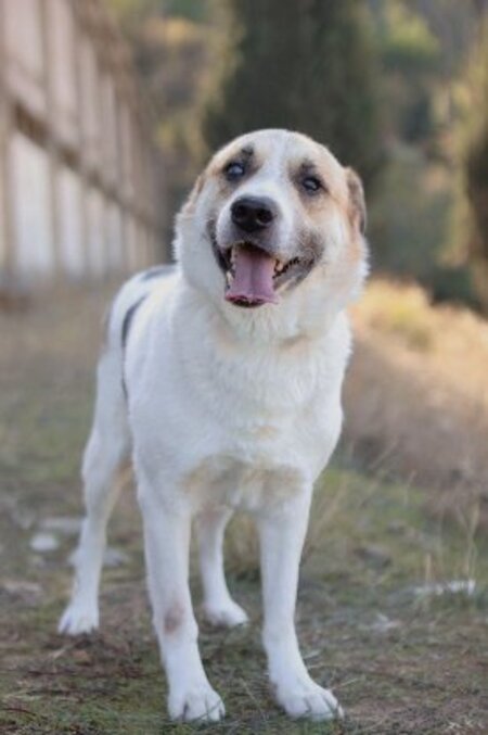Adopter Pancho