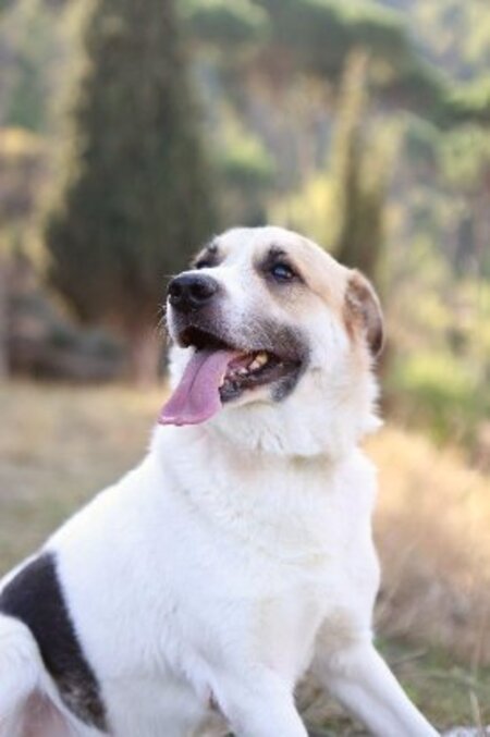 Adopter Pancho
