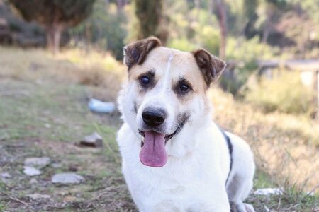 Adopter Pancho