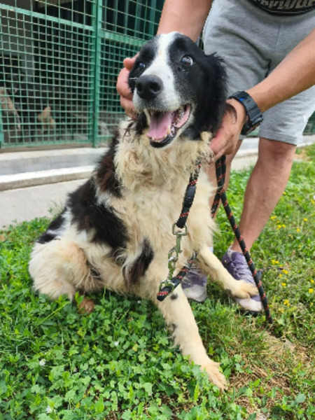 Adopter Panini