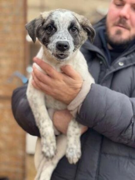Adopter Pansy