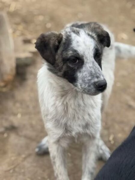 Adopter Pansy