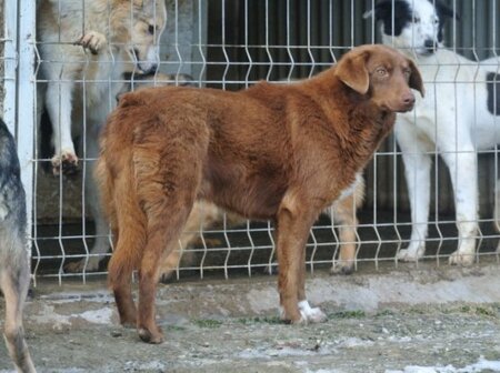 Adopter Parker