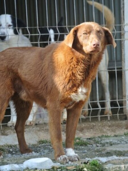Adopter Parker
