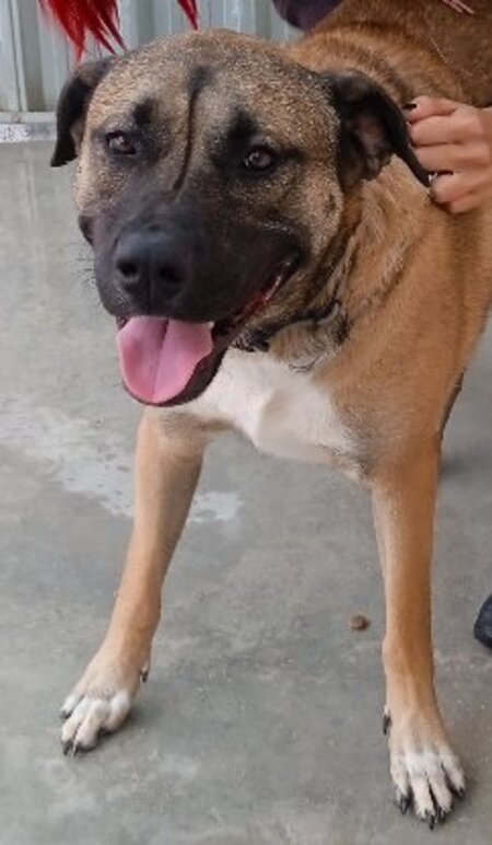 Adopter Parker