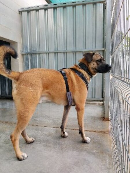 Adopter Parker