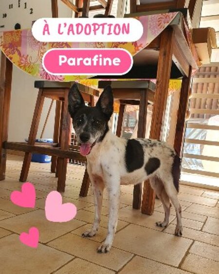 Adopter Parrafine