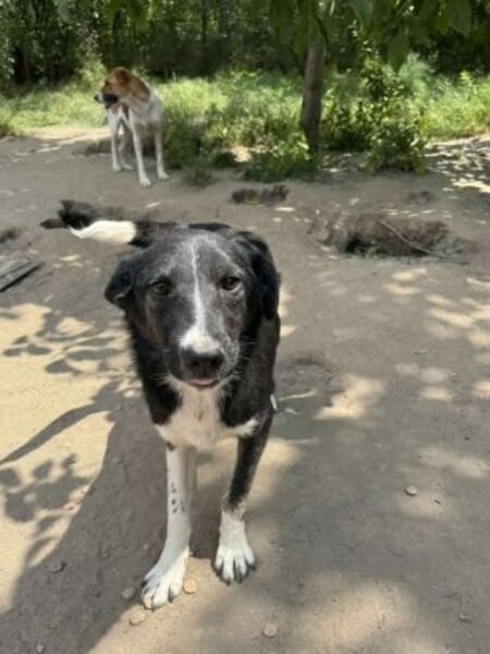 Adopter Paska