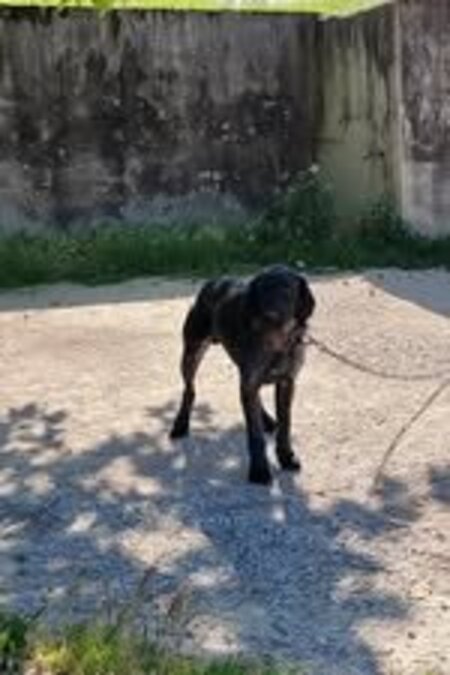 Adopter Patou