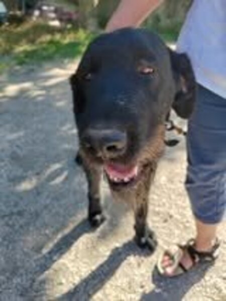 Adopter Patou
