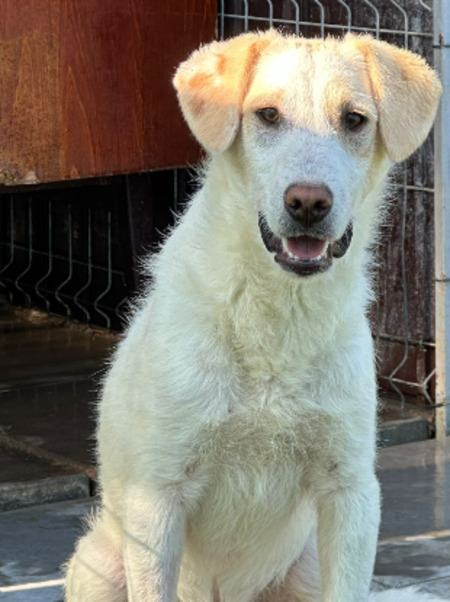 Adopter Patrick