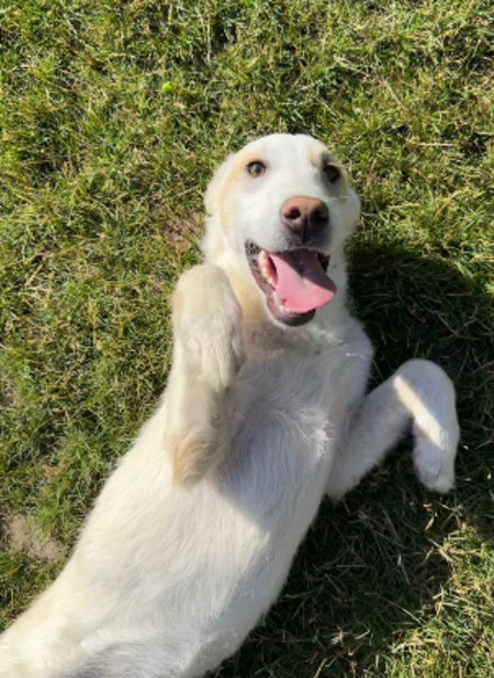 Adopter Patrick