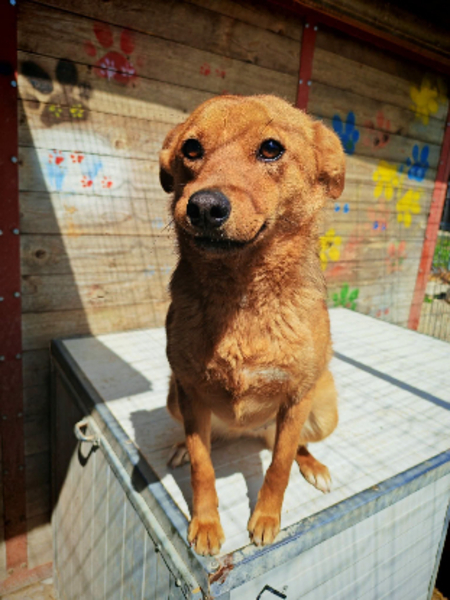 Adopter Paz