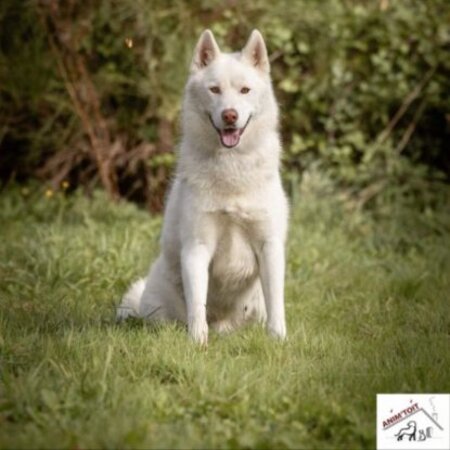 Adopter Pégase