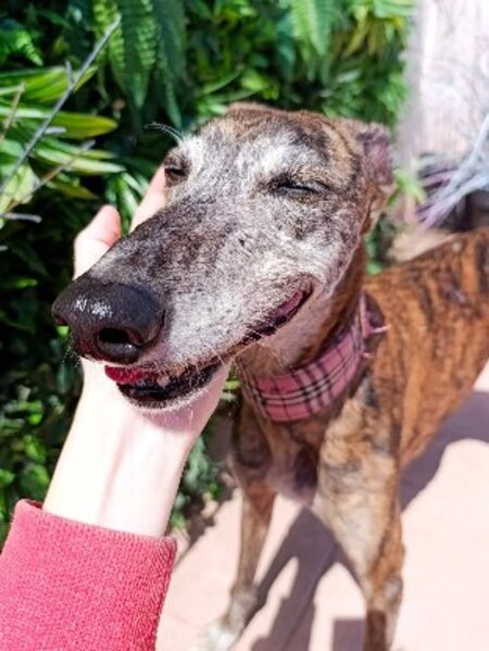 Adopter Pepa