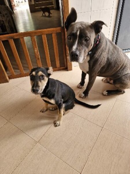 Adopter Pépita