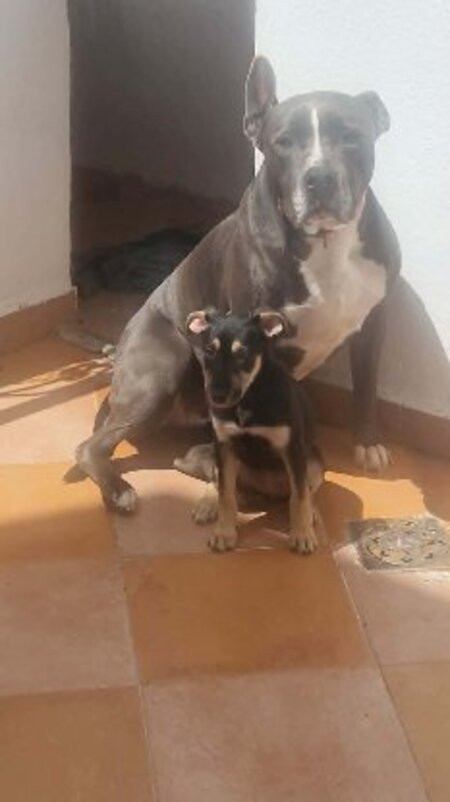 Adopter Pépita