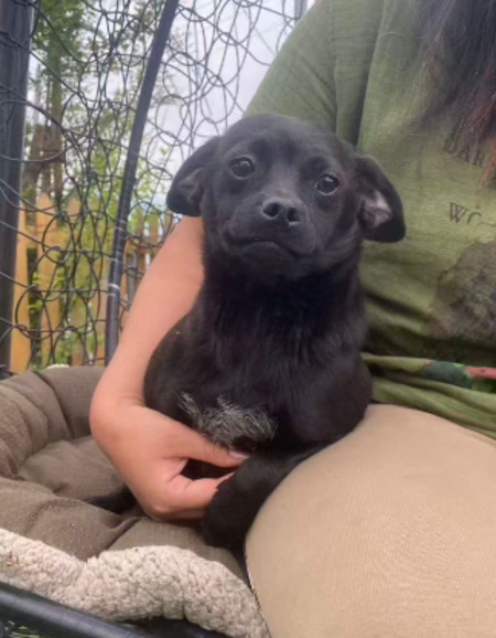 Adopter Pepsi