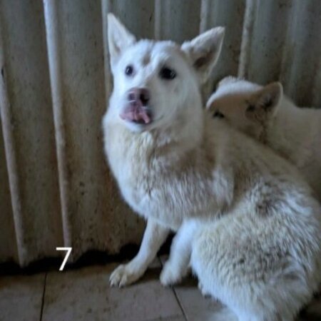 Adopter Perce neige