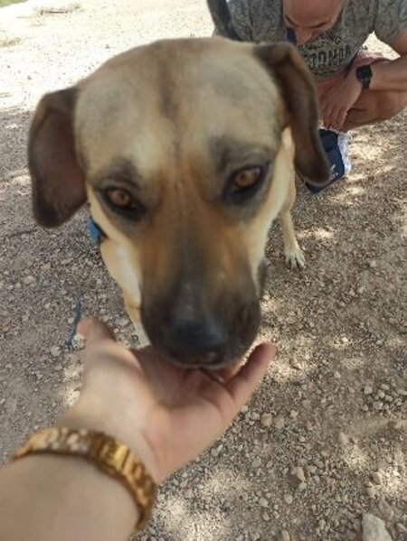 Adopter Perma