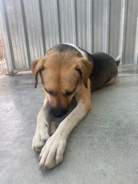Adopter Perma