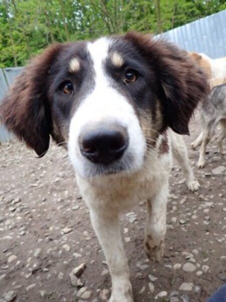 Adopter Persil