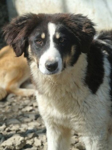 Adopter Persil