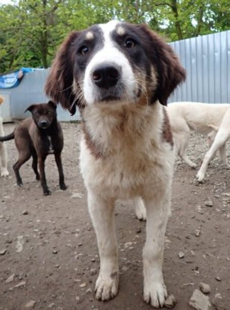 Adopter Persil