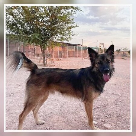 Adopter Peru
