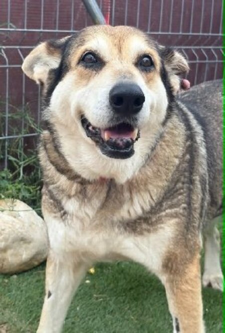 Adopter Petunia