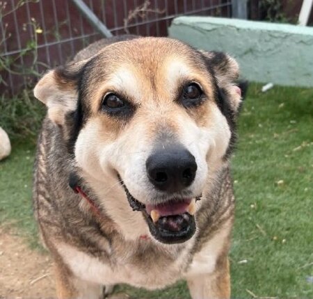 Adopter Petunia