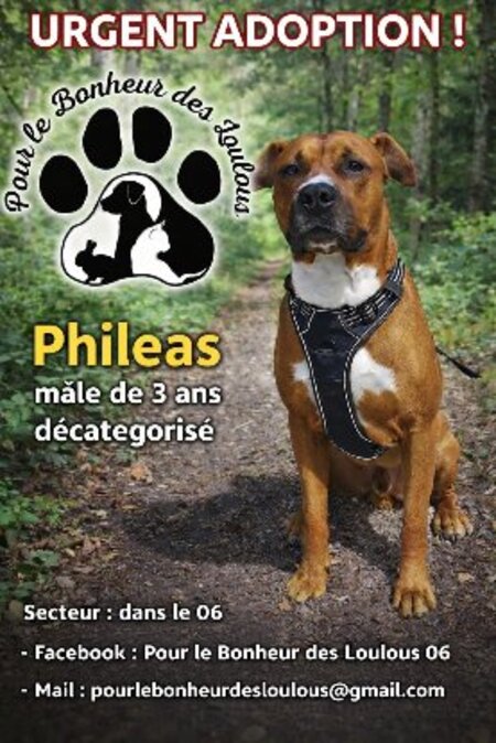 Adopter Phileas