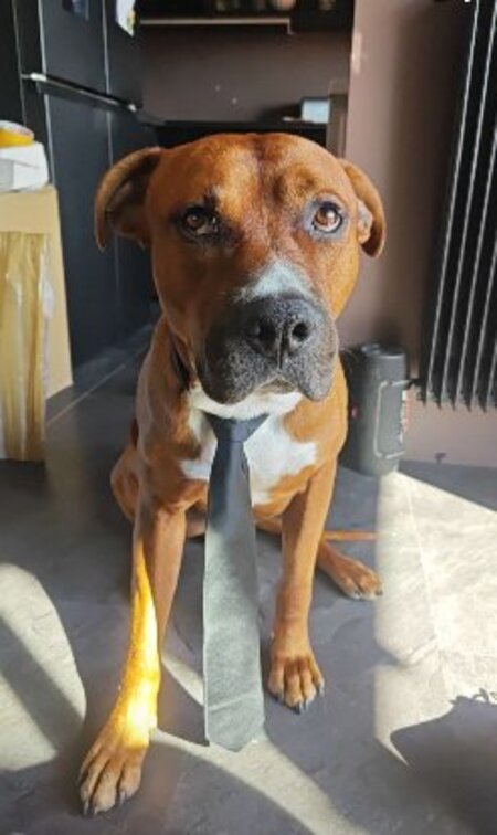 Adopter Phileas